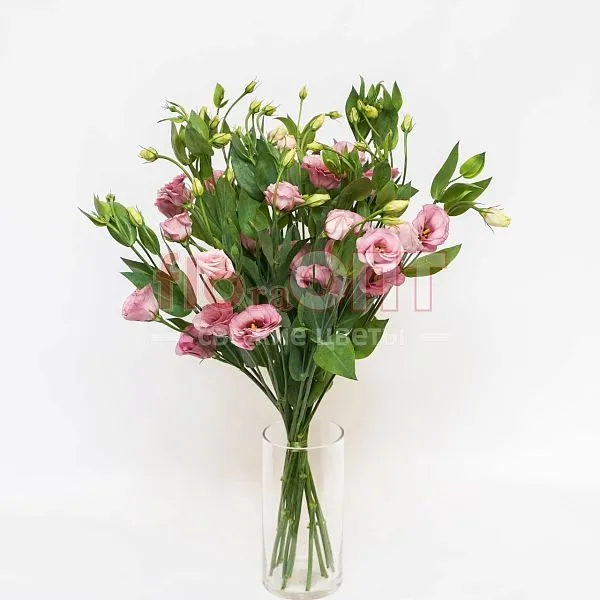 Эустома — фото 4