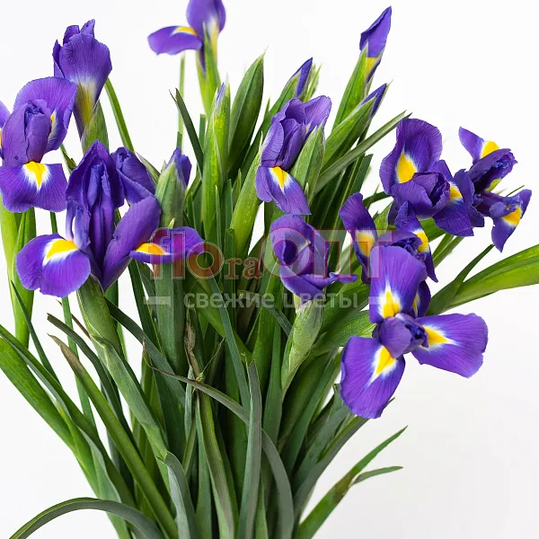Ирис — фото 2
