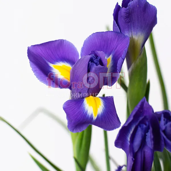 Ирис — фото 3
