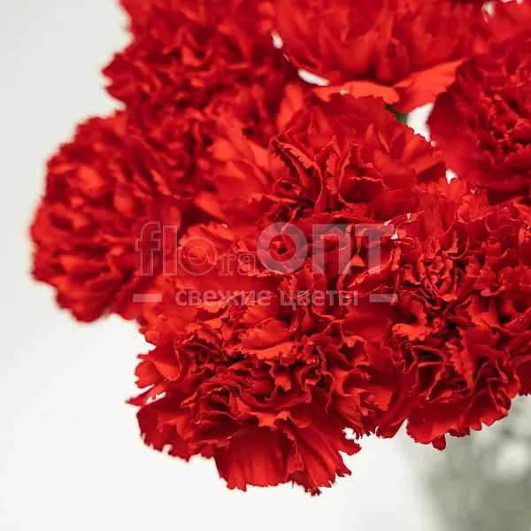 Гвоздика Одиночная красная в Новосибирске — фото 2