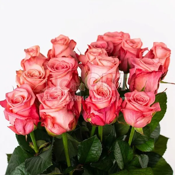 Роза Россия 60см — фото 1