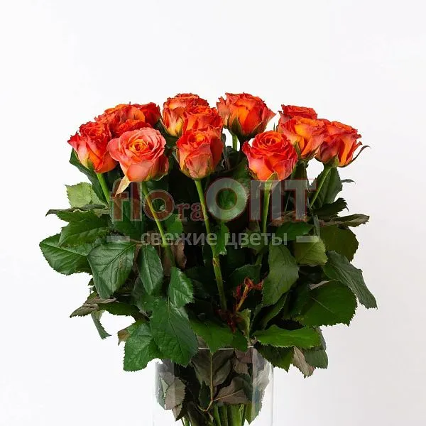 Роза Россия 70см — фото 4