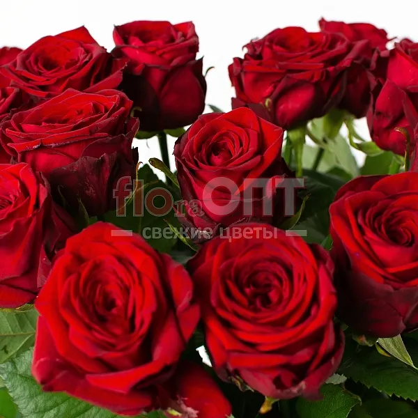 Роза Гран При 60 см — фото 2