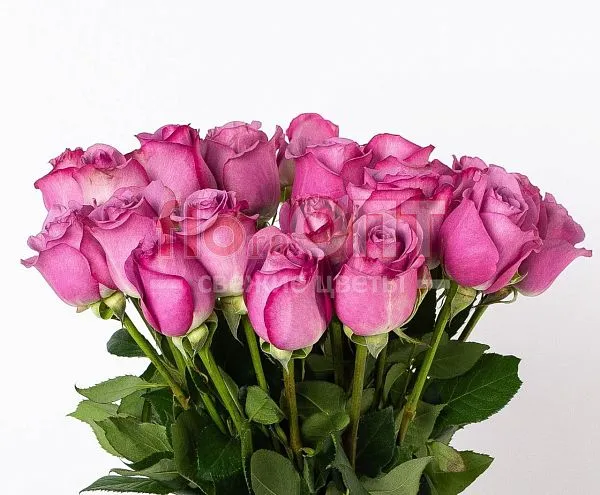 Роза Микс 60 см — фото 1