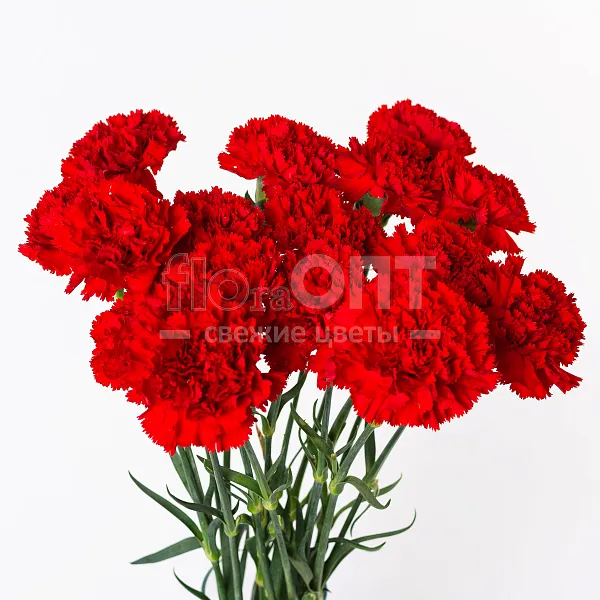 Гвоздика Одиночная красная в Новосибирске — фото 2