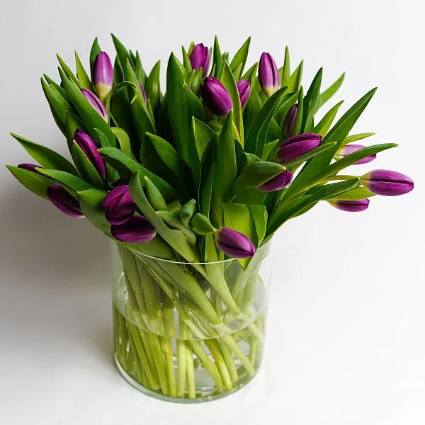 Тюльпан  — фото 2