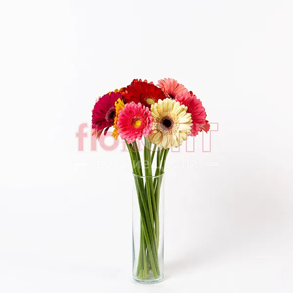 Гербера — фото 1