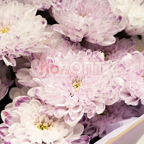 Букет № 532 с фиолетовой крашеной хризантемой  — фото 4