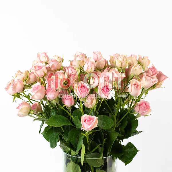 Роза Россия Кустовая 50см — фото 4